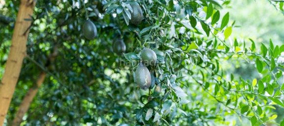 Grundstück in Granada, Spain 82000m², Nr. 161616 9