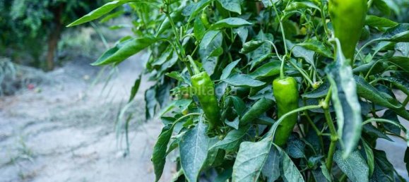 Grundstück in Granada, Spain 82000m², Nr. 161616 12