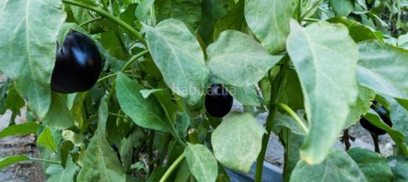 Grundstück in Granada, Spain 82000m², Nr. 161616 8