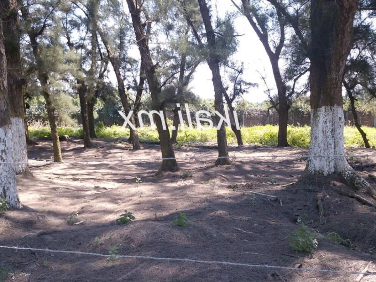 Земельный участок в Веракрус, Мексика № 204093