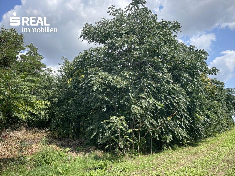 1837m² Land in Nickelsdorf, Austria No. 209093