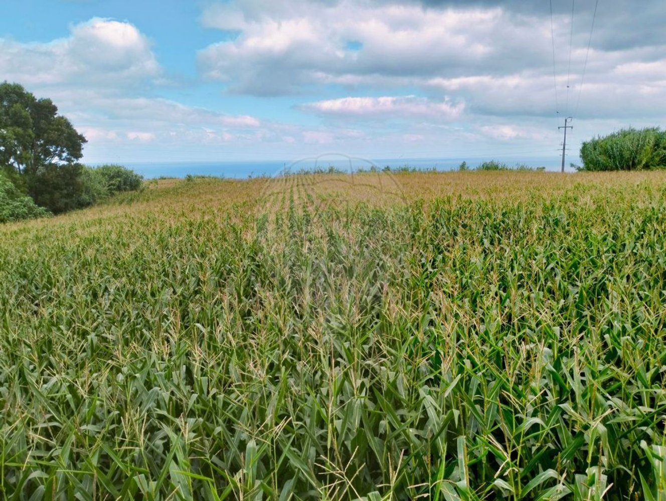 Grundstück in Ribeira Grande, Portugal, Nr. 328539