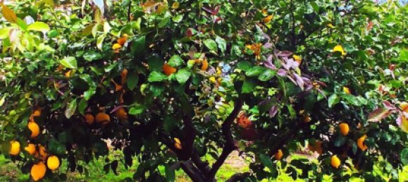 Villa de 4 dormitorios en Alhaurín el Grande, Spain No. 134592 14