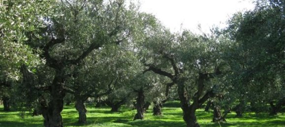 Terra em Zakynthos, Greece N.º 625 6