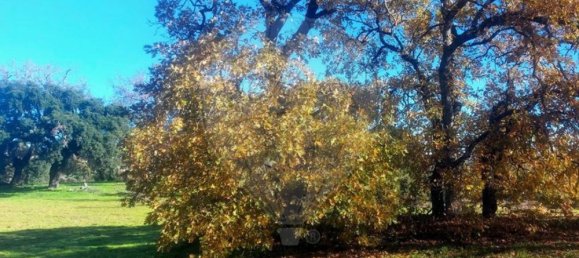 Terrain à Penamacor, Portugal 17750m² No. 74461 8