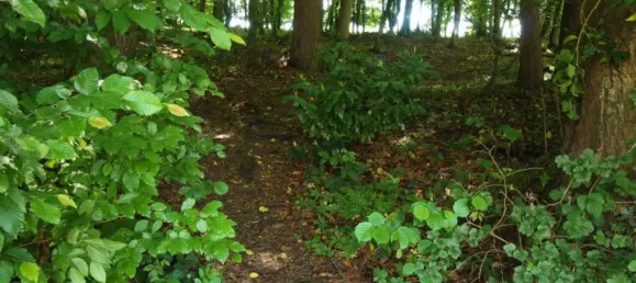 Бунгало с 4 спальнями в Вальдсхут, Германия № 286296 35