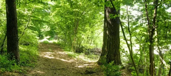 Бунгало с 4 спальнями в Вальдсхут, Германия № 286296 37