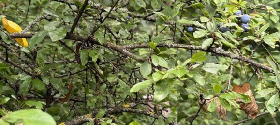  Land in Boblingen, Germany No. 277233 5