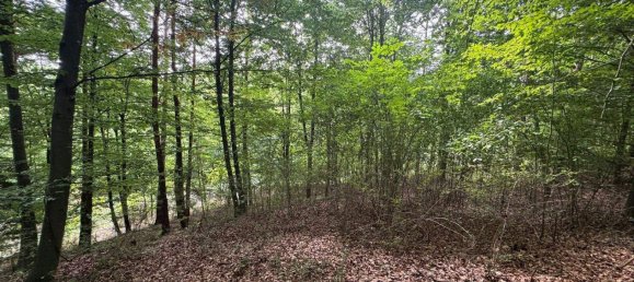 Terreno en Buch-St. Magdalena, Austria No. 218754 7