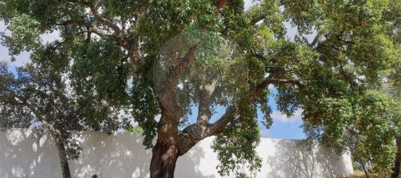 2 bedrooms House in Ponte de Sor, Portugal No. 20231 13