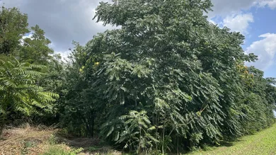  قطعة أرض في Nickelsdorf, Austria رقم 211996