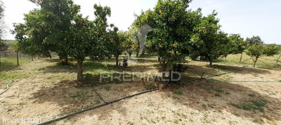 3 bedrooms House in Alvito, Portugal No. 84073 24