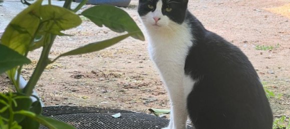 2 Schlafzimmer Haus in La Selva del Camp, Spain, Nr. 145602 31