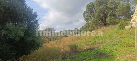 Terreno en Monti, Italy 12000 m² No. 92076 11