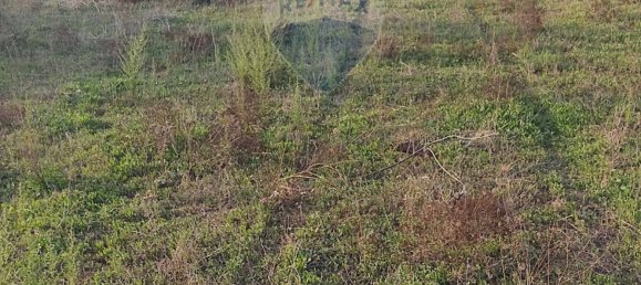  قطعة أرض في Caltagirone, Italy 3600متر مربع رقم 232611 2