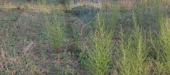  قطعة أرض في Caltagirone, Italy 3600متر مربع رقم 232611 6