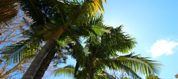 7 bedrooms House in Funchal, Portugal No. 84783 9