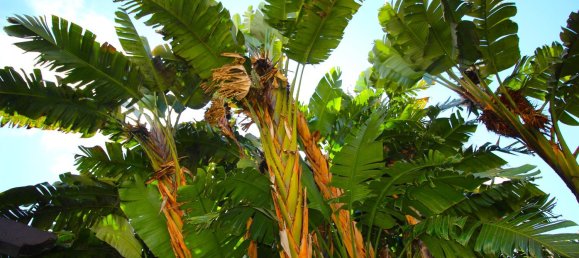 7 bedrooms House in Funchal, Portugal No. 84783 14