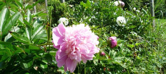  Land in St. Veit an der Glan, Austria No. 22792 7