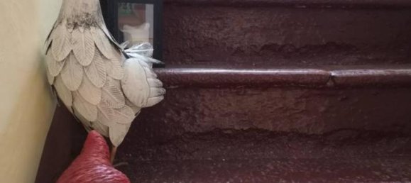 3-Zimmer Haus in Masserano, Italy, Nr. 139437 40