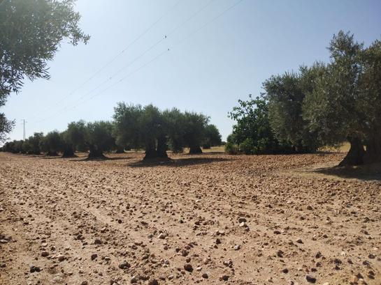 4100m² Land in Toledo, Spain No. 197334