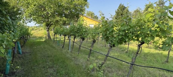 Земельный участок в Фельс ам Ваграм, Австрия № 131921 6