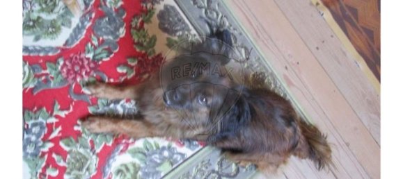 3 غرف نوم منزل في Almaceda, Portugal رقم 163323 16