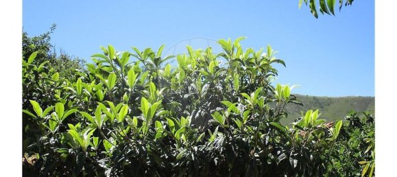 3 غرف نوم منزل في Almaceda, Portugal رقم 163323 34