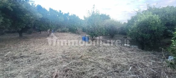 Земельный участок 7000м² в Пьедимонте Этнео, Италия № 298162 15