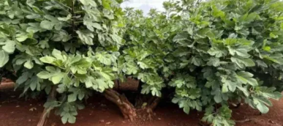 Casa de 4 dormitorios en Córdoba, Spain No. 142928 7