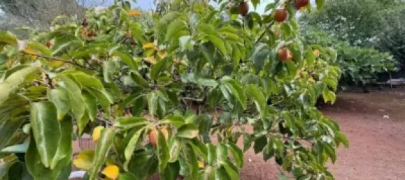 Casa de 4 dormitorios en Córdoba, Spain No. 142928 5