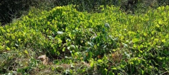 10306m² Land in Collecorvino, Italy No. 280345 6