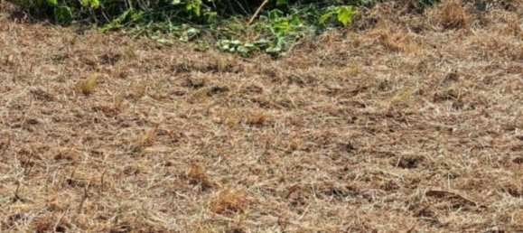 10306m² Land in Collecorvino, Italy No. 280345 4