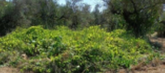 10306m² Land in Collecorvino, Italy No. 280345 5