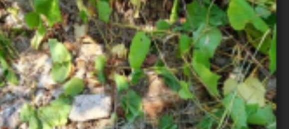 10306m² Land in Collecorvino, Italy No. 280345 10