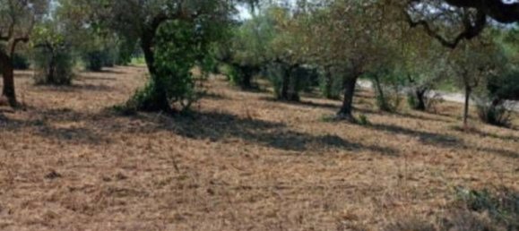 10306m² Land in Collecorvino, Italy No. 280345 7