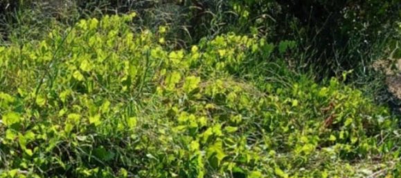 10306m² Land in Collecorvino, Italy No. 280345 9