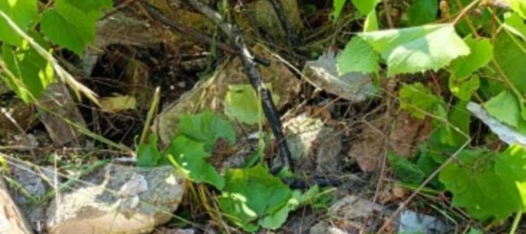 10306m² Land in Collecorvino, Italy No. 280345 8