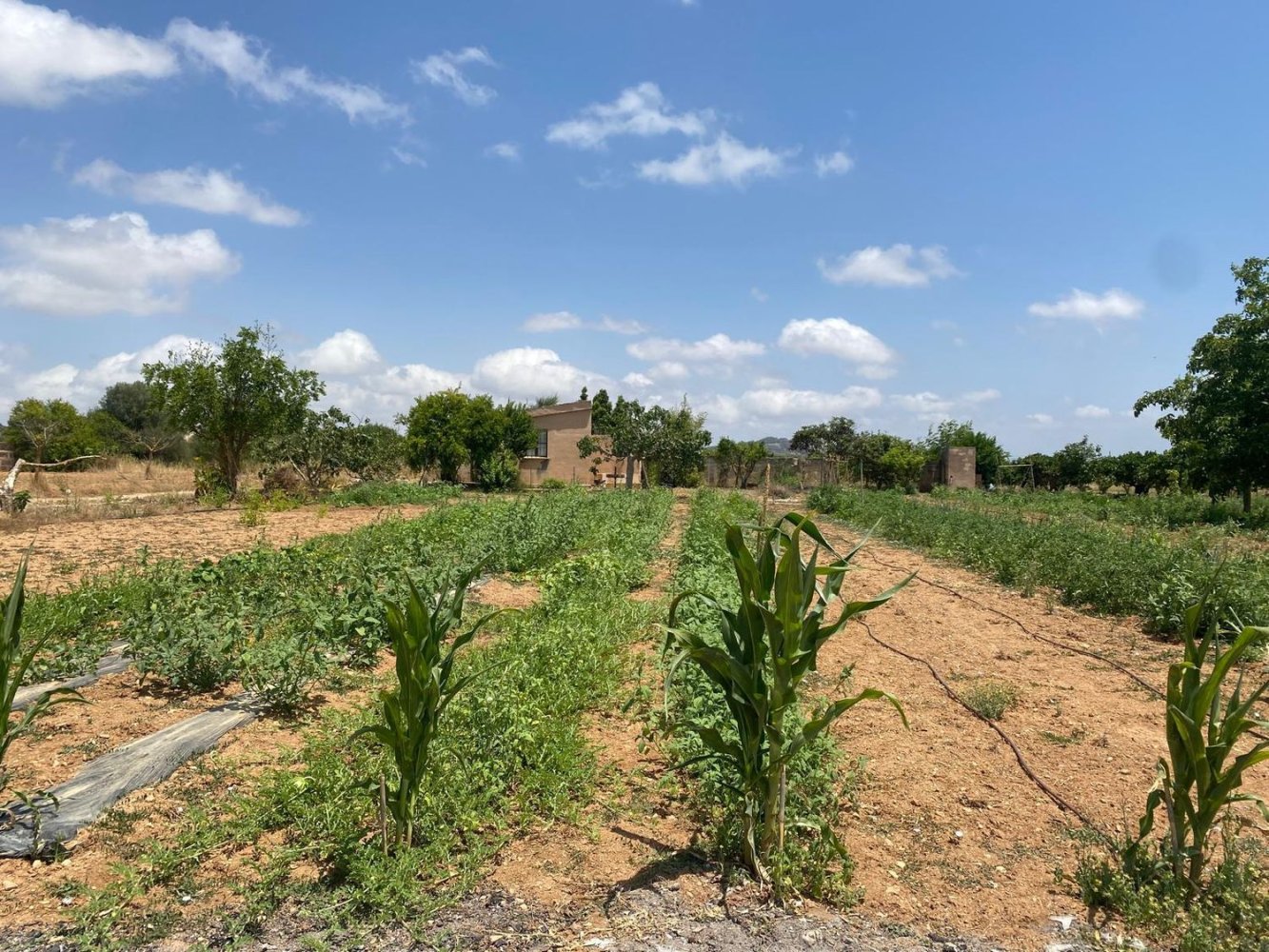 1 chambre Maison à Porreres, Spain No. 165188