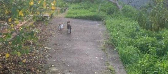 8 rooms Villa in Carini, Italy No. 27067 28