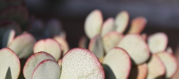 5 Schlafzimmer Villa in Empuriabrava, Spain, Nr. 84537 41