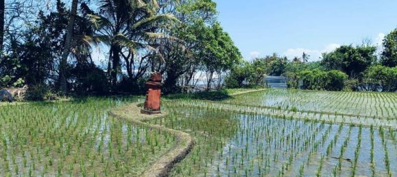 Terrain à Tabanan, Indonesia 2630m² No. 4358 2