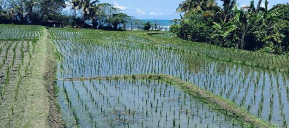 Terrain à Tabanan, Indonesia 2630m² No. 4358 4