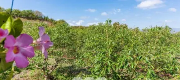 1034m² Land in Velez-Malaga, Spain No. 43076 2