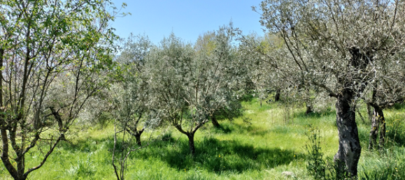 5 rooms Villa in Piedimonte San Germano, Italy No. 281533 2