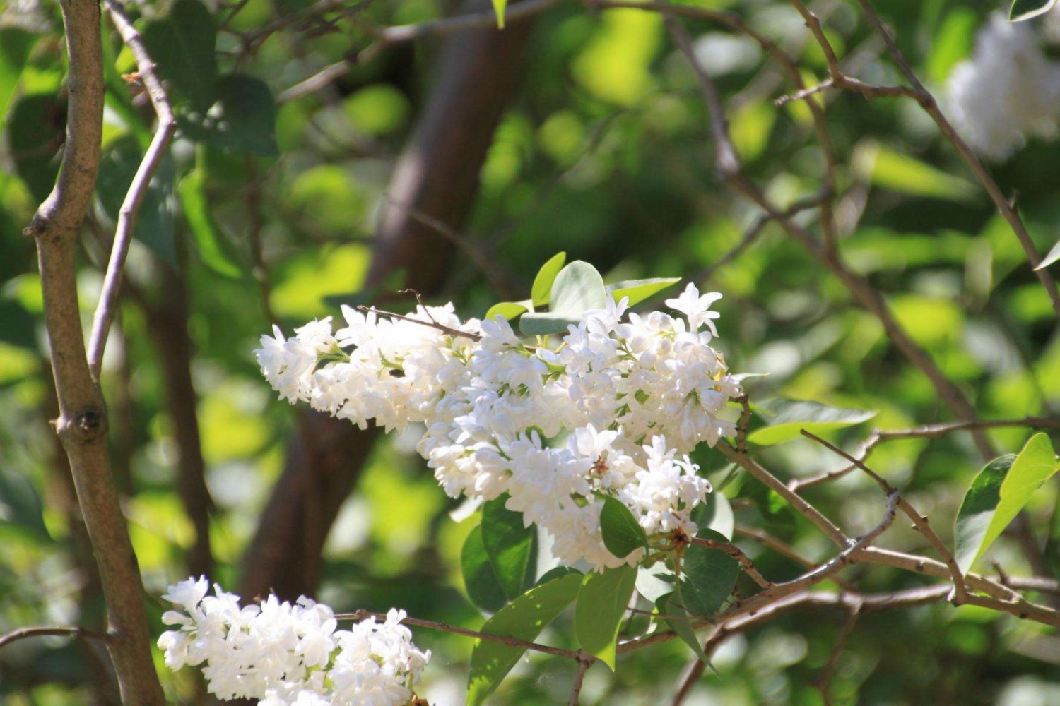  Land in Markisch-Oderland, Germany No. 36512