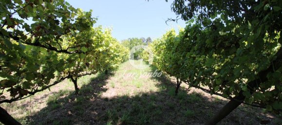 استوديو في Ribeirao, Portugal رقم 34341 16