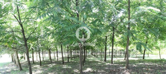 استوديو في Ribeirao, Portugal رقم 34341 12