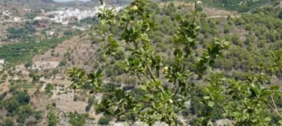 3 bedrooms House in Yunquera, Spain No. 53260 11