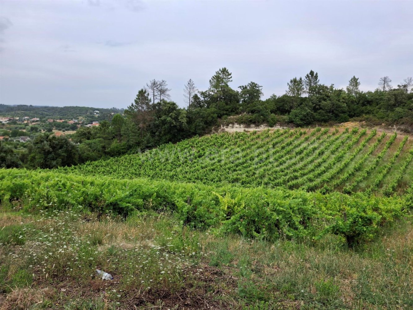  Land in Torres Novas, Portugal No. 225156